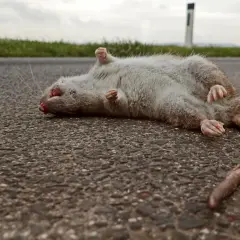Szczur leży na drodze, jego pozycja przypomina egzystencjalizm w dżumie.